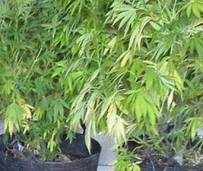 Menor ten�a una planta de marihuana en la casa  