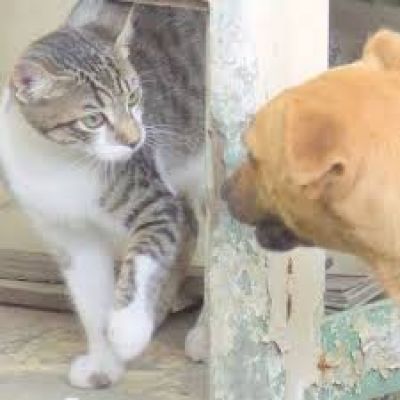 Advierten sobre una enfermedad producida por perros y gatos