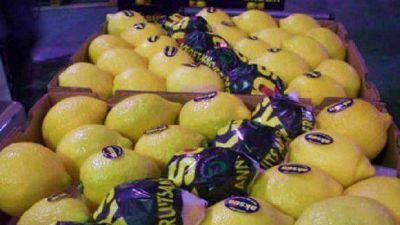 Los limones tucumanos m�s cerca de ingresar a EE.UU.