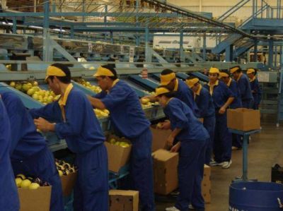 Intensifican controles en env�os de c�tricos