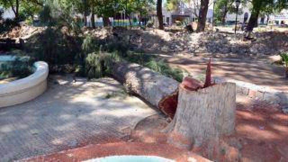 Detectaron �rboles enfermos en la plaza principal
