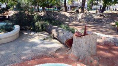Detectaron �rboles enfermos en la plaza principal