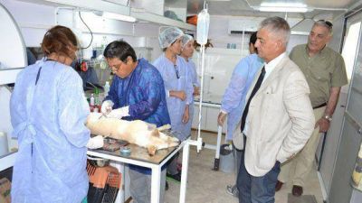 Contin�a la castraci�n masiva de animales en Termas