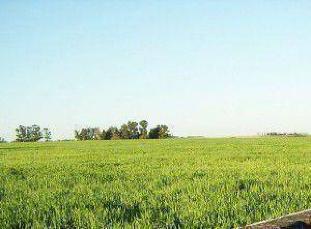 Preocupaci�n por 29 productores locales