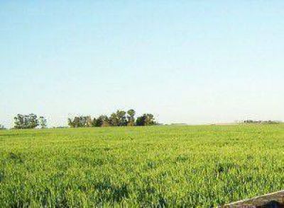 Preocupaci�n por 29 productores locales
