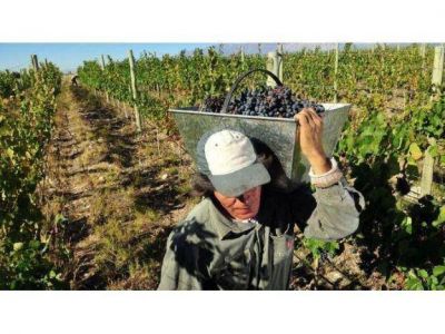 Los productores advirtieron que bajos precios y menos exportaciones agravaron la crisis vitivin�cola