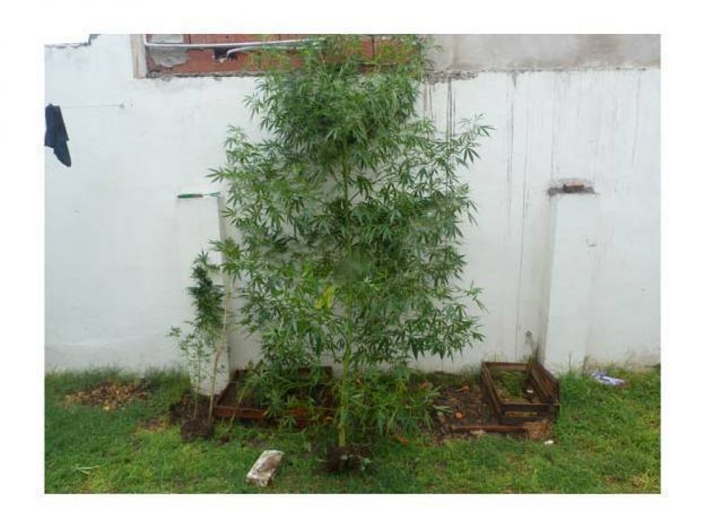 Incautaron dos plantas de marihuana de dos metros de altura