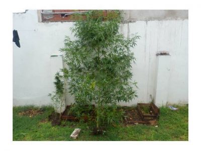 Incautaron dos plantas de marihuana de dos metros de altura