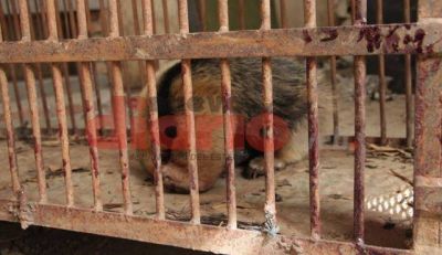 Contin�a la pol�mica por el estado del zool�gico