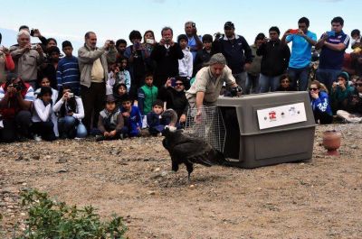 Emotiva liberaci�n de otro c�ndor Andino en La Rioja
