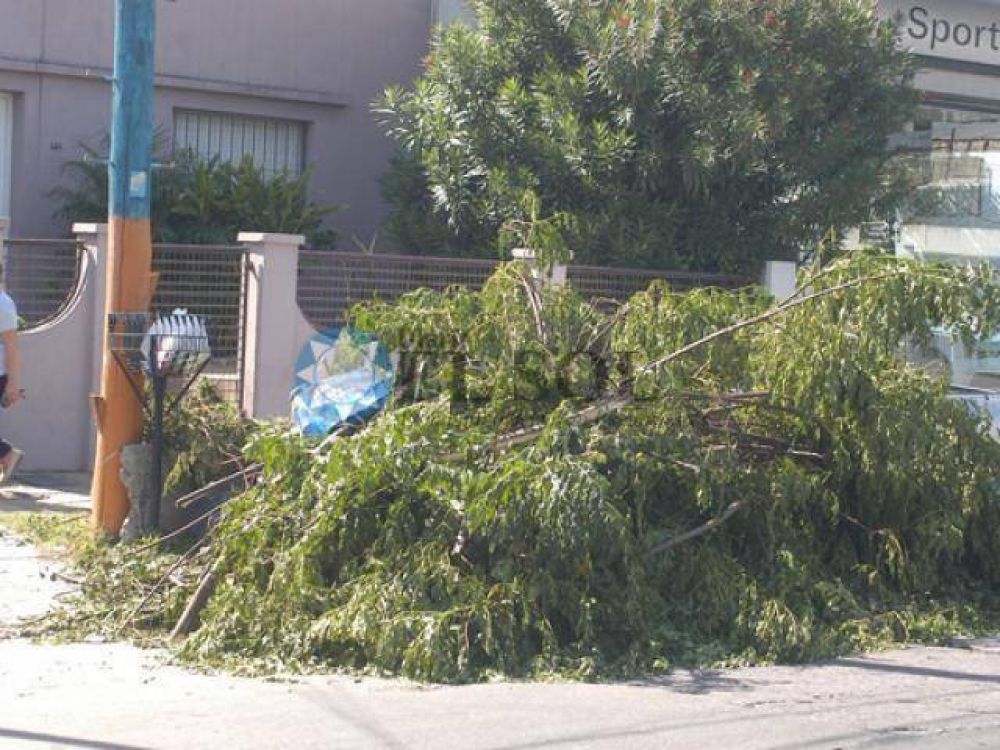 Pol�mica por poda y ramas