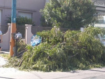Pol�mica por poda y ramas