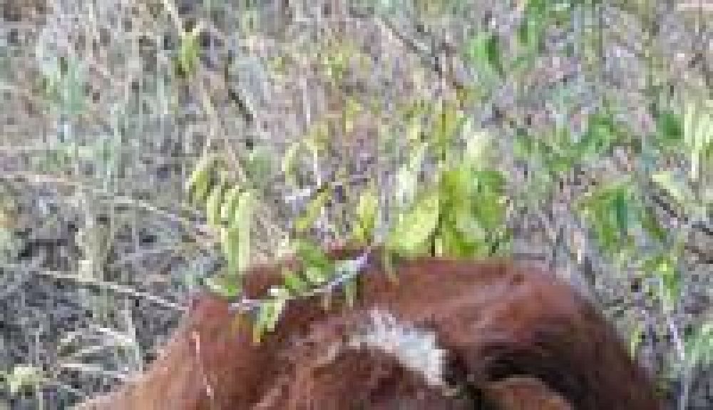 Hay multas elevadas por los animales