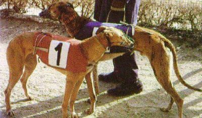 Cinco detenidos por carreras clandestinas de galgos