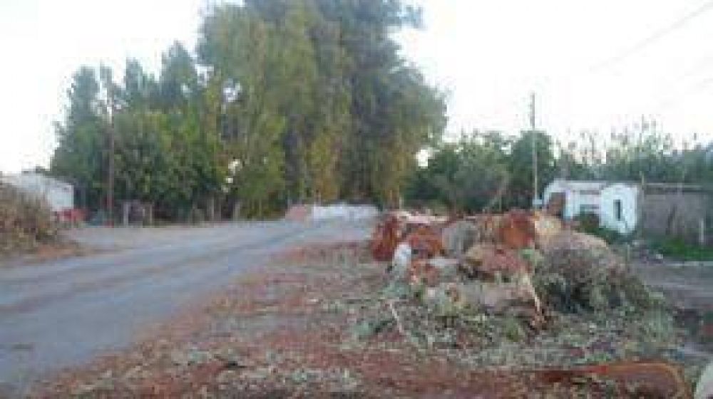 Con la erradicaci�n de �rboles se inici� la obra de ensanche de la avenida U�ac