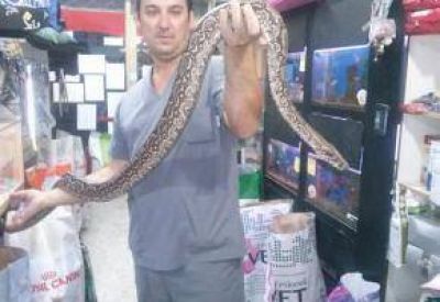 Encontraron una lampalagua de m�s de 2 metros