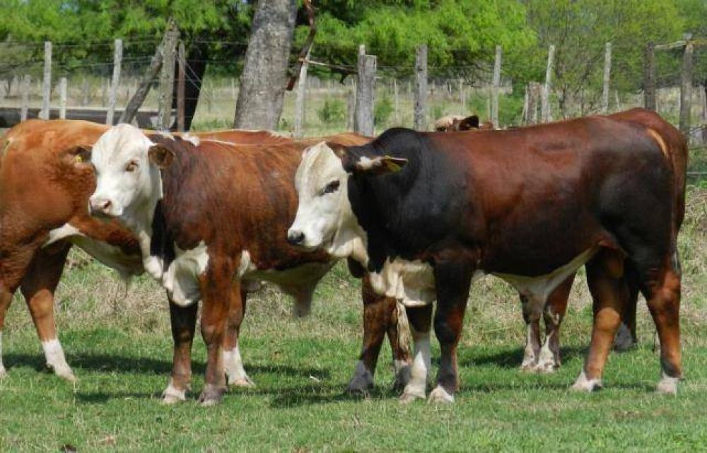 La edad de los bovinos incide en las caracter�sticas de la carne