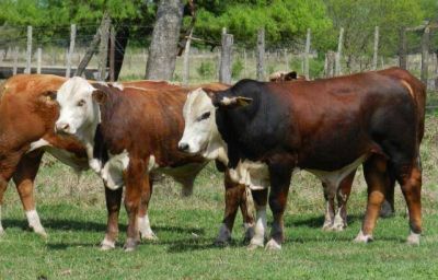 La edad de los bovinos incide en las caracter�sticas de la carne