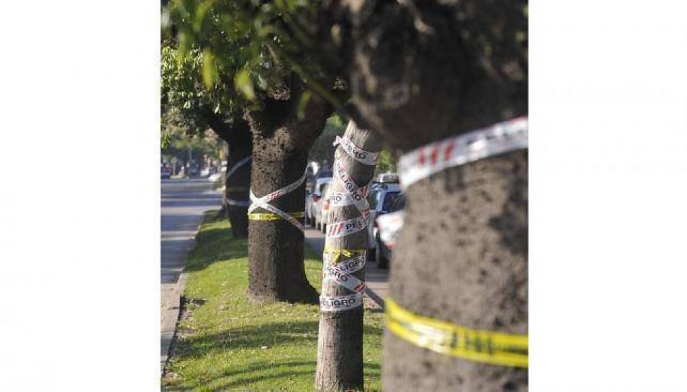 Vecinos de la N��ez ir�an a la Justicia para prohibir la tala