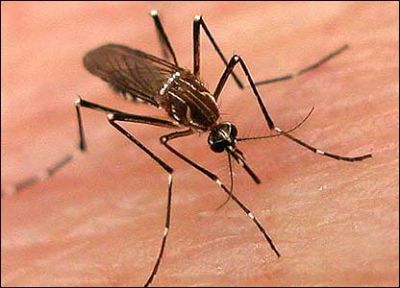 Accionar contra el dengue