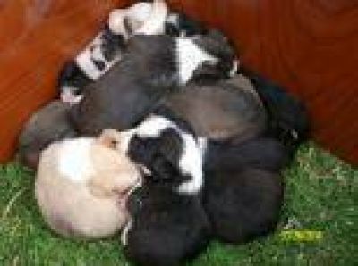 La Plata / Solidaridad: Rescatan a diez perritos en una bolsa y les est�n buscando hogar