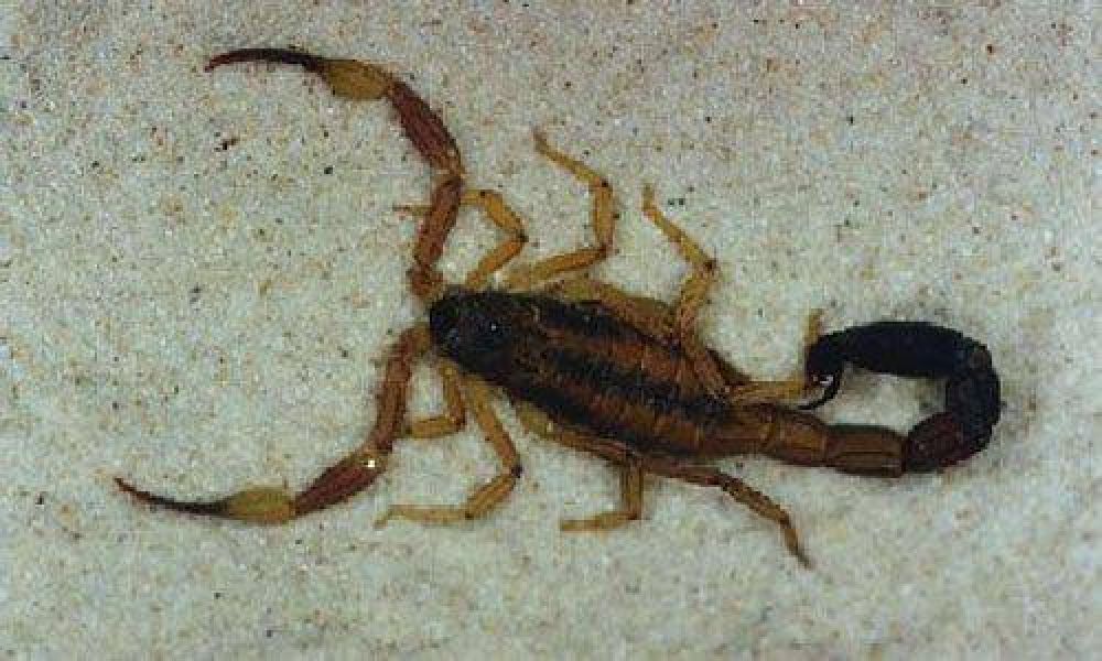 Alerta por la presencia de alacranes en un Jard�n de Infantes