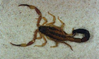 Alerta por la presencia de alacranes en un Jard�n de Infantes