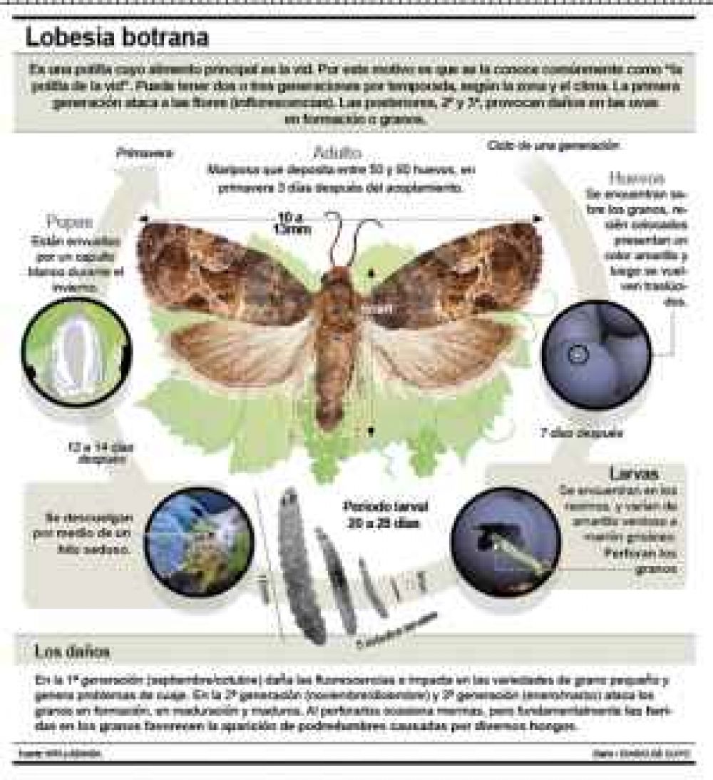 Alerta por plaga que se expandi� y ataca a la vid