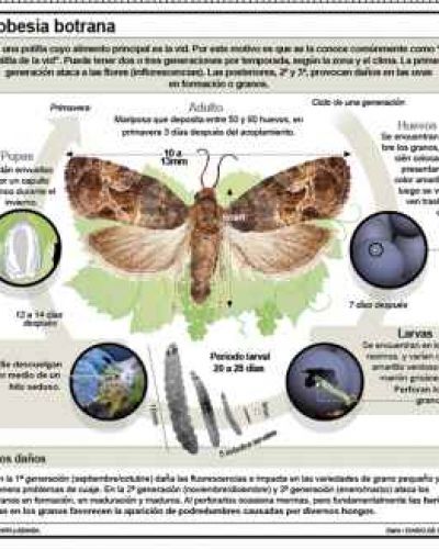 Alerta por plaga que se expandi� y ataca a la vid