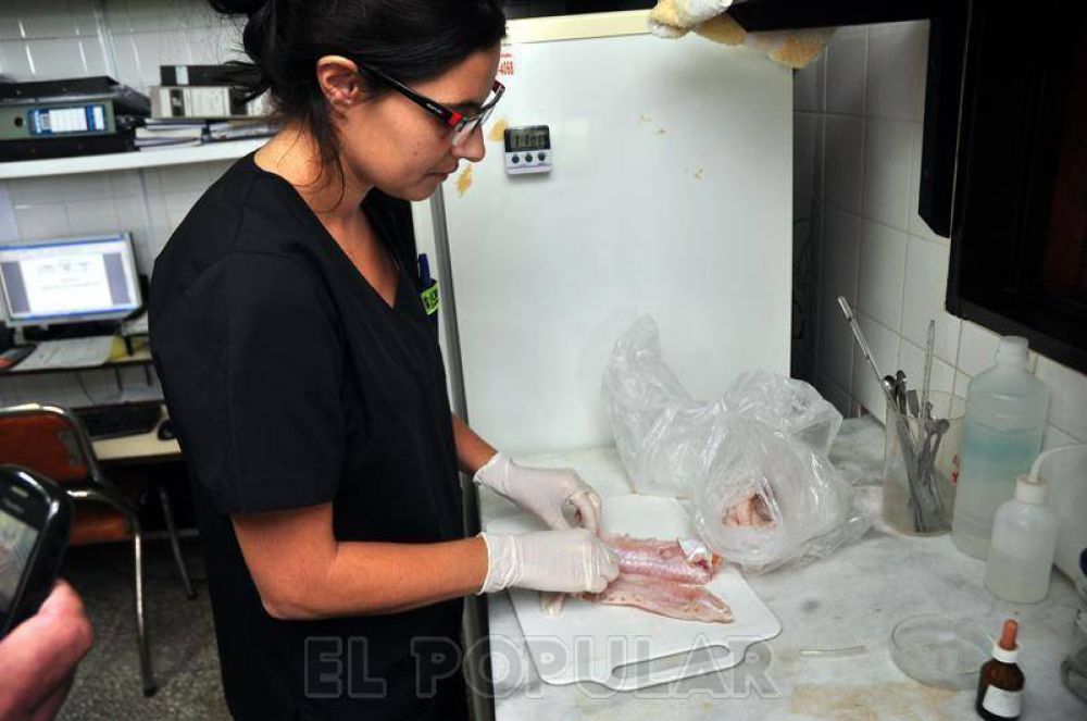 El cami�n de Pescado para Todos podr�a no volver a Olavarr�a
