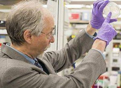 Logran primer "cromosoma de dise�o" a partir de levadura