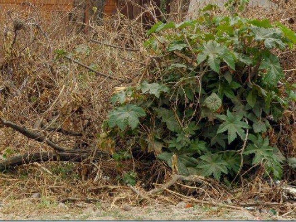 Un depravado intent� abusar de una ni�a en el barrio El Tribuno