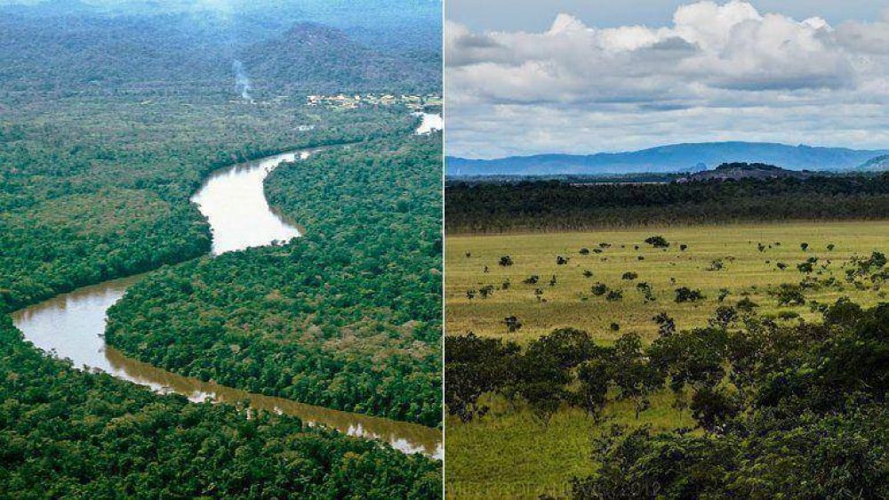Sudamrica es la regin que perdi la mayor superficie de bosques en el mundo