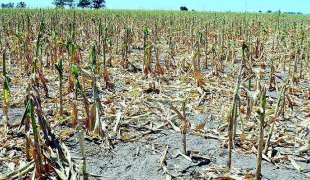 El SO bonaerense, en emergencia y desastre agropecuario