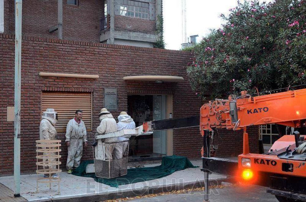 Trabajos en microcentro por un enjambre de abejas