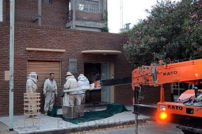 Trabajos en microcentro por un enjambre de abejas