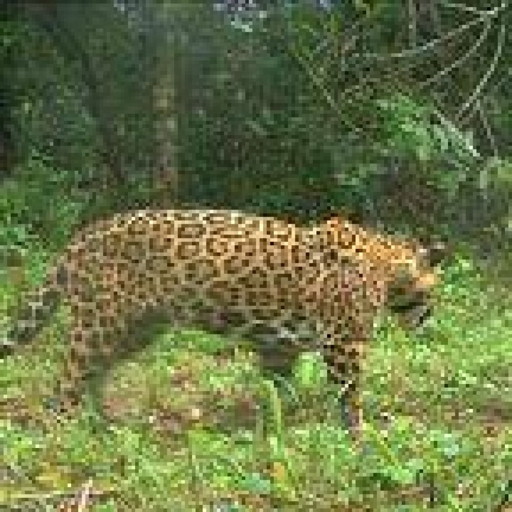 Detectaron cuatro nuevos yaguaret�s en el Parque Nacional Iguaz�