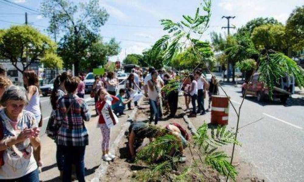 S�lo Bus: Colocaron �rboles por los 11 jacarand�s extra�dos