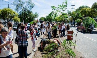 S�lo Bus: Colocaron �rboles por los 11 jacarand�s extra�dos