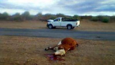 Rinc�n de los Sauces: No choc� contra otro auto, choc� contra una vaca!