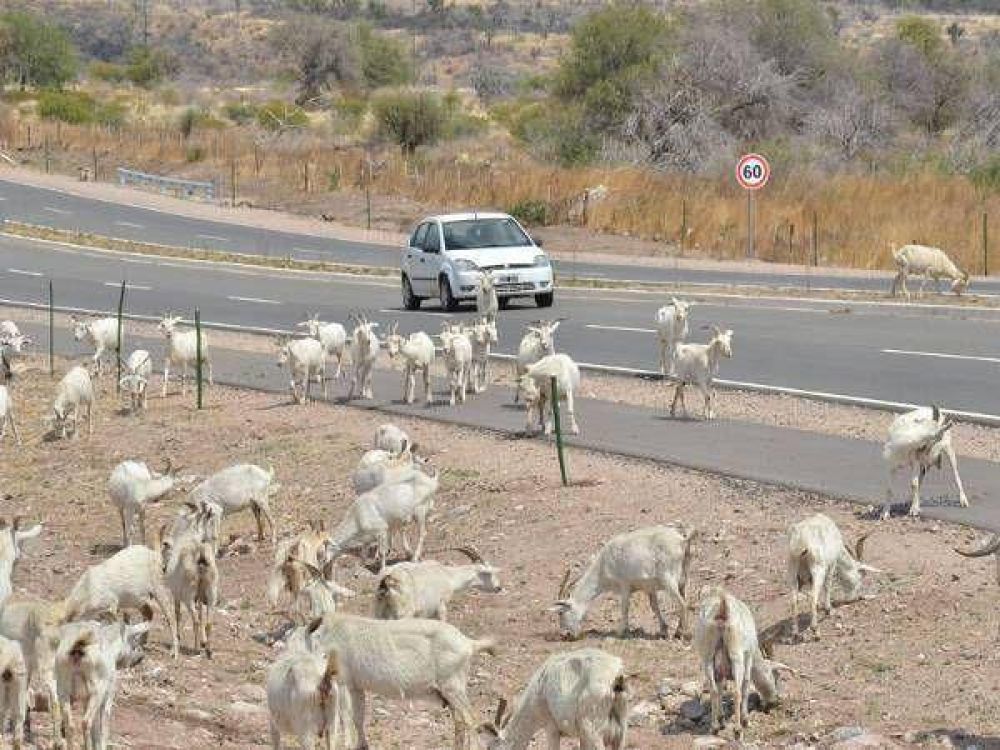 En lo que va del a�o secuestraron m�s de 30 animales en las rutas