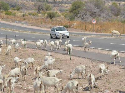 En lo que va del a�o secuestraron m�s de 30 animales en las rutas