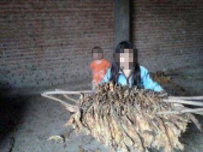 Detectaron otra finca tabacalera donde explotaban a ni�os de entre 7 y 14 a�os
