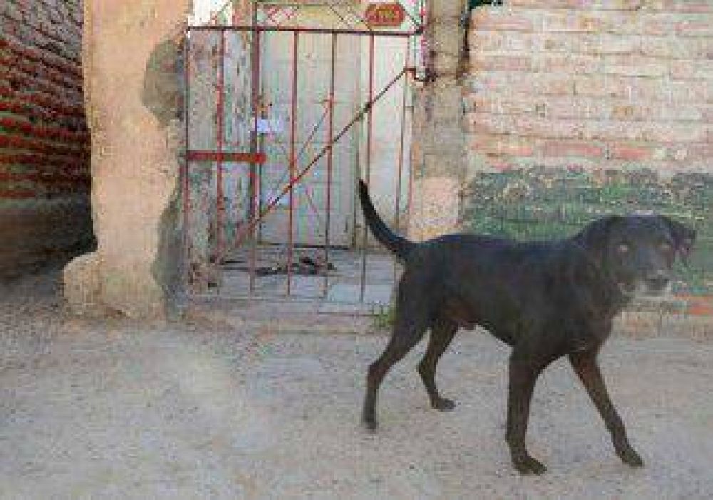 Un perro atac� a un hombre dentro de su casa y le arranc� los test�culos 