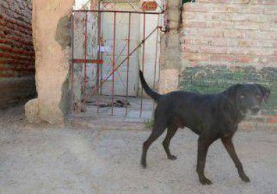 Un perro atac� a un hombre dentro de su casa y le arranc� los test�culos 