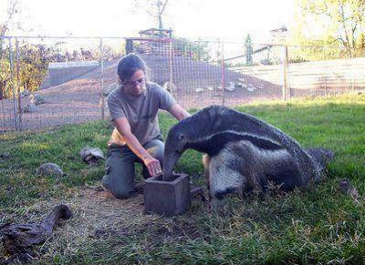 Comenz� juicio por muerte de cuidadora en zoo de Varela