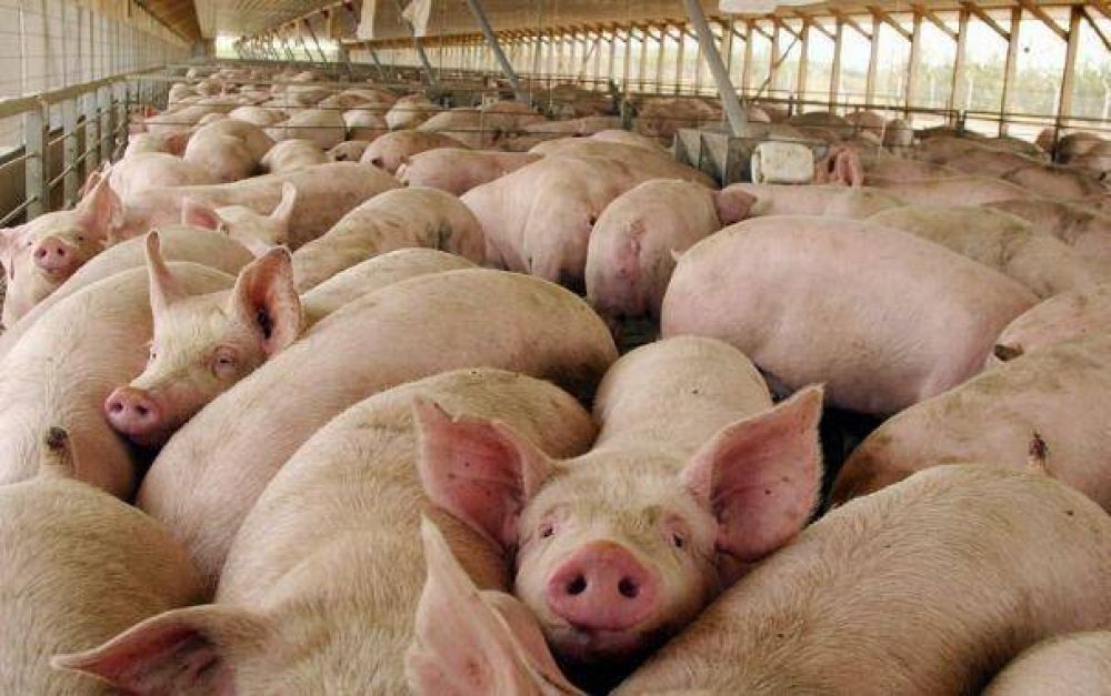 Analizar�n en Mar del Plata la evoluci�n de la producci�n de carne de cerdo