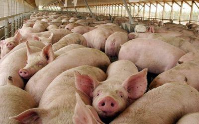 Analizar�n en Mar del Plata la evoluci�n de la producci�n de carne de cerdo