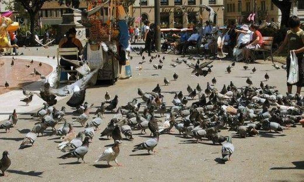Presentan un plan para combartir la plaga de palomas