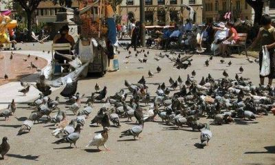 Presentan un plan para combartir la plaga de palomas